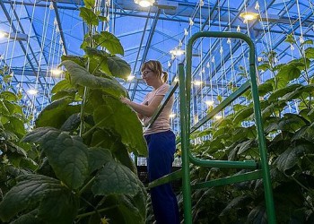 В Кемеровской области ООО «Агро элит-инвест» запустило тепличный комплекс