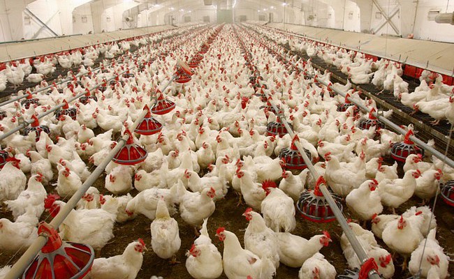 В Мурманской области увеличились объёмы производства мяса птицы в 38,2 раза!