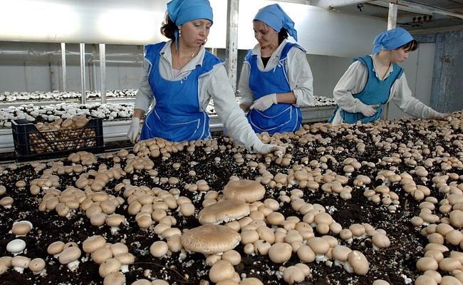 Российская грибная отрасль растет, как грибы