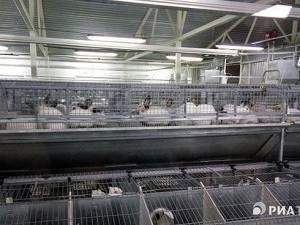 Автоматизированная кролиководческая ферма открылась в Томской области