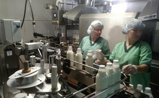 В Ленинградской области запустили первое производство безлактозного молока