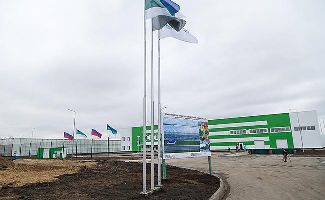 В Коми открылся тепличный комплекс «Сосногорский»