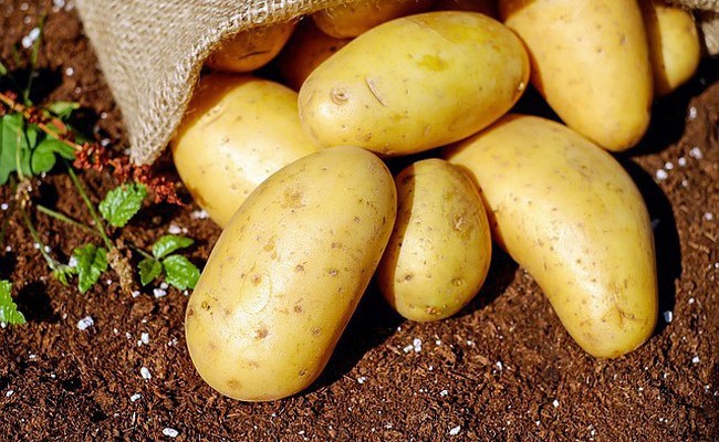 Российские ученые предлагают выращивать более здоровый и дешевый семенной картофель