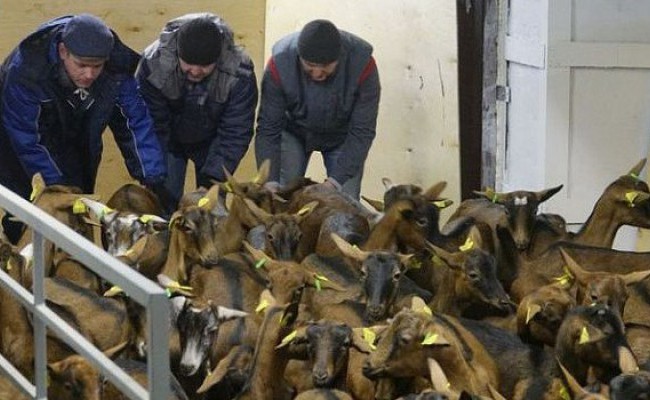 Производители французских сыров на Урале получили почти тысячу альпийских коз