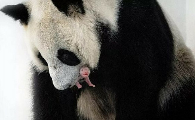 Первый в истории России детеныш большой панды родился в Московском зоопарке⁠⁠