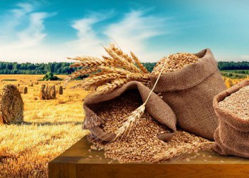 На Кубани открыли второй семеобрабатывающий комплекс