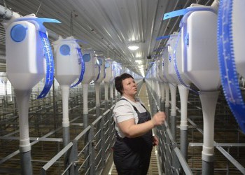 Группа «Черкизово» запустила в Липецкой области свиноводческий репродуктор на 10 тысяч голов