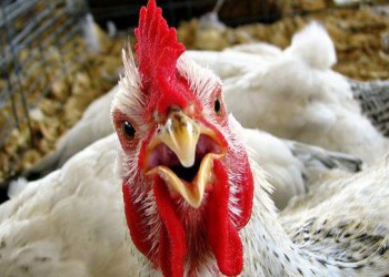По итогам 2017 года экспорт мяса из России вырос на 41,8%, достигнув 237 тыс. т