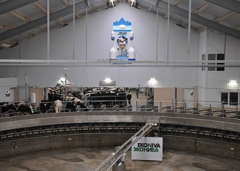 Производство молока на фермах «ЭкоНива» достигло 1000 тонн в сутки