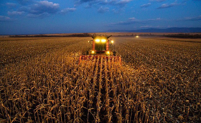 В Кабардино-Балкарии вывели новые гибриды кукурузы, которые созревают в рекордно короткие сроки