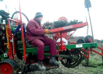 В Севастополе продолжается закладка новых виноградников