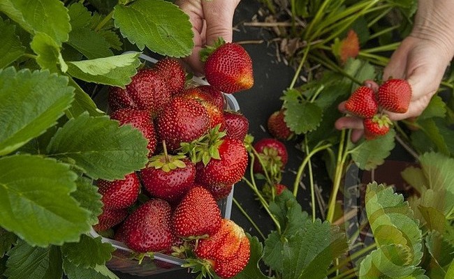 Производство ягодных культур в России увеличилось на 35%