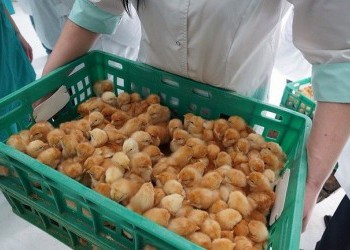 Новый корпус птицефабрики «Новороссийск» запущен в Краснодарском крае