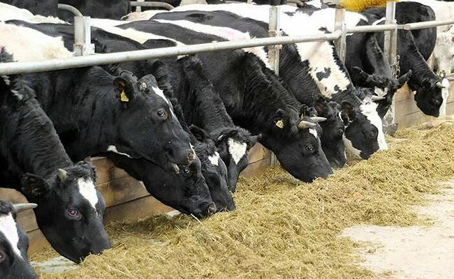 Вологодское предприятие запустило животноводческий комплекс на 520 голов