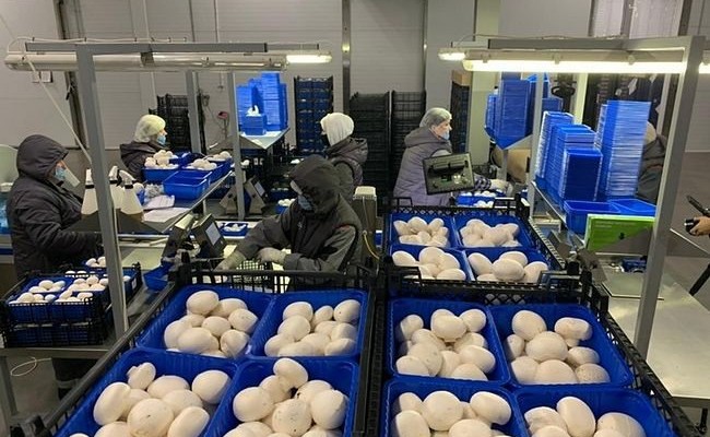 В ﻿Подмосковье открылся грибной комплекс мощностью 5000 тонн грибов в год