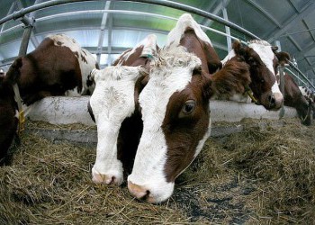 Роботизированная молочная ферма введена в эксплуатацию в Коми