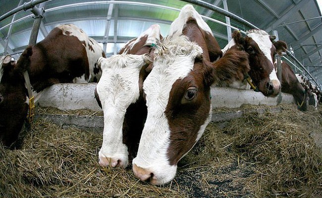 Роботизированная молочная ферма введена в эксплуатацию в Коми