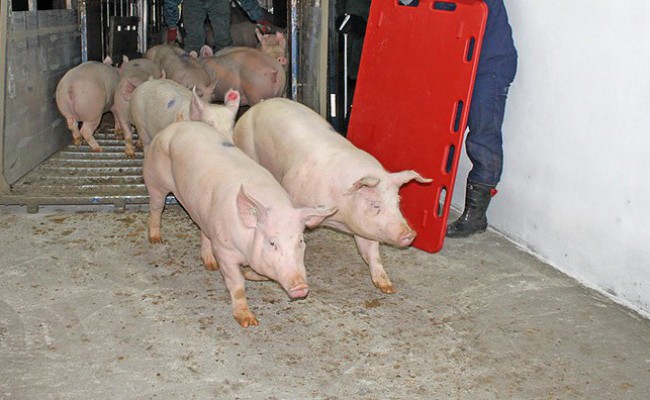 Новые свинокомплексы «Агро-Белогорье» вводятся в эксплуатацию