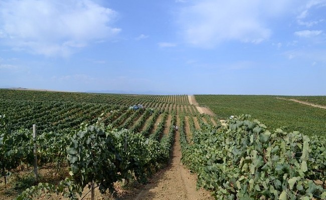 Аграрии Дагестана побили рекорд по сбору урожая винограда