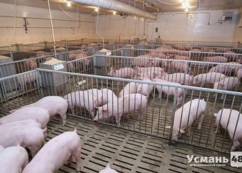 В Липецкой области запущены в эксплуатацию 2 свиноводческие фермы ООО «Отрада Ген»