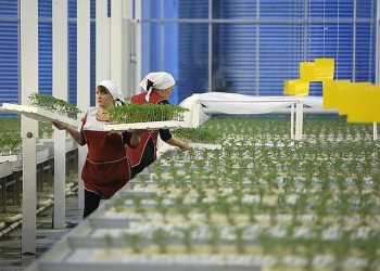 На Урале открыли энергосберегающие теплицы