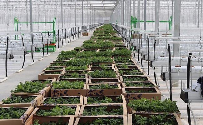 В Ингушетии открылся агрокомплекс по производству томатов