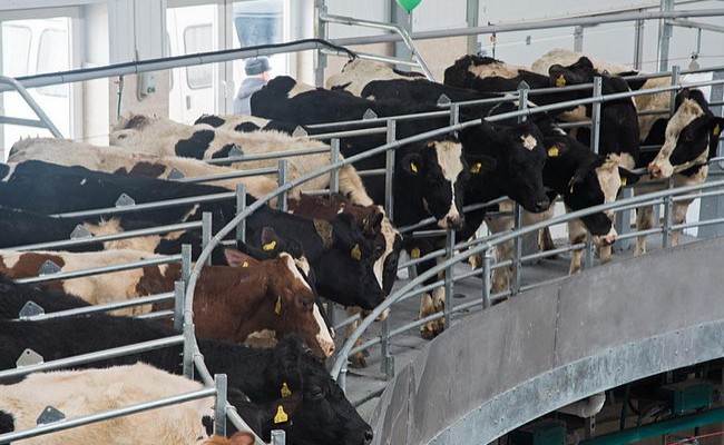 Крупнейшая в регионе молочная ферма открылась в Калужской области