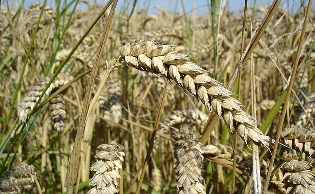 Цена на российское зерно выросла до $197 за тонну
