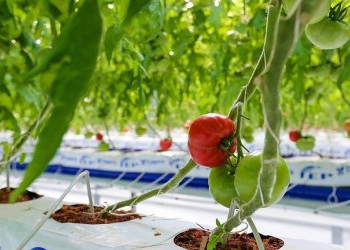 Урожай тепличных овощей на 80% больше, чем годом ранее