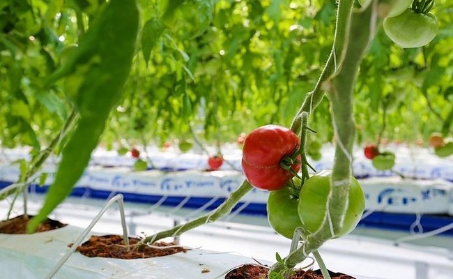 Строительство тепличного комплекса по выращиванию томатов началось в Липецкой области