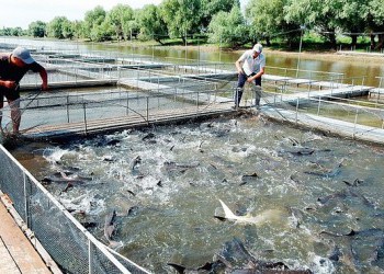 Производство осетровых в Астраханской области выросло почти на треть