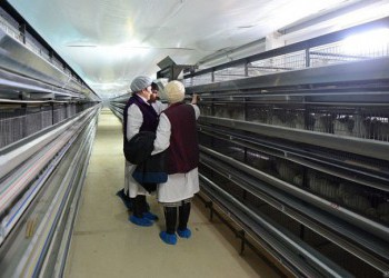 В Сахалинской области открыли первую в регионе перепелиную ферму