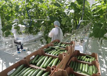 Новый тепличный комплекс открылся в Московской области