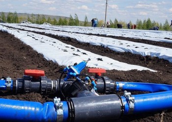 В Самарской области заложена новая плантация садовой земляники под капельным орошением