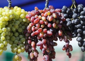 В крупнейшем виноградарском районе Дагестана сбор урожая вырос почти на 17%