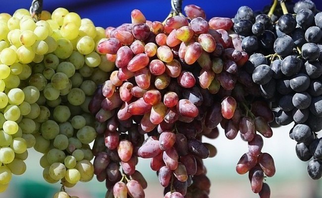 В крупнейшем виноградарском районе Дагестана сбор урожая вырос почти на 17%