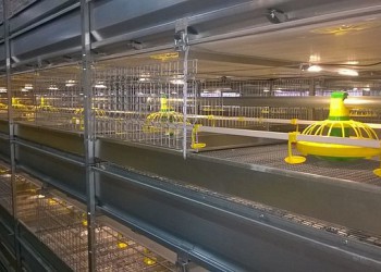 В Ставропольском крае открыта птицефабрика мощностью 5 млн голов