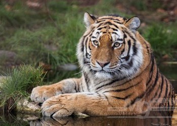 Численность амурского тигра в крае за 10 лет увеличилась в полтора раза