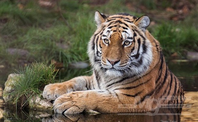 Численность амурского тигра в крае за 10 лет увеличилась в полтора раза