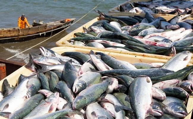 Крым в 2016 году побил рекорд по вылову рыбы