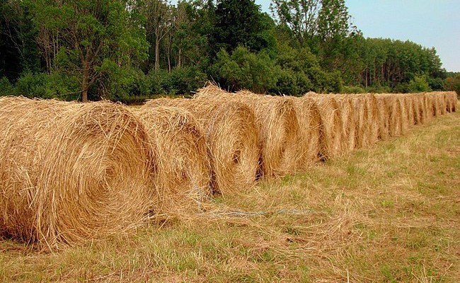 Минсельхоз России: на 8,8% увеличился объем скошенных площадей кормовых угодий