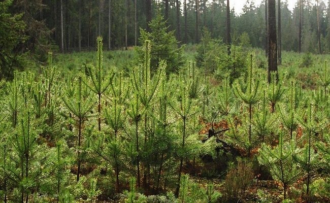 Перевыполнин план по восстановлению лесов в Ленинградской области