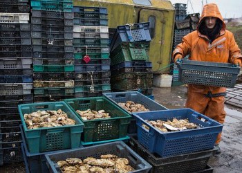 За три года эмбарго производство устриц в России возросло в 265 раз