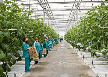 В 2017 году производство тепличных овощей выросло на 17%