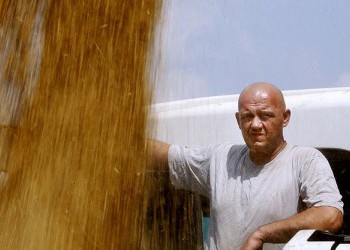 Аграрии Крыма собрали 1,4 млн тонн зерна — почти в два раза больше потребности