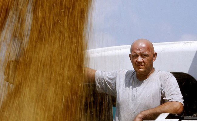 Аграрии Крыма собрали 1,4 млн тонн зерна — почти в два раза больше потребности
