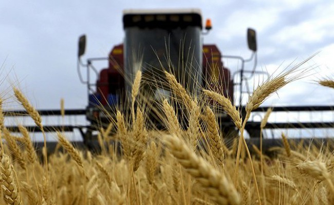 Московская область поднимает заброшенные земли и собирает рекордный урожай
