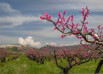 В Крыму за три года на 10% увеличилась площадь садов