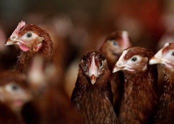 Благодаря продовольственному эмбарго, Россия увеличивает производство мяса