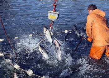 Российские рыбаки добыли более 4,2 млн тонн — на 2,4% больше уровня рекордного 2016 года